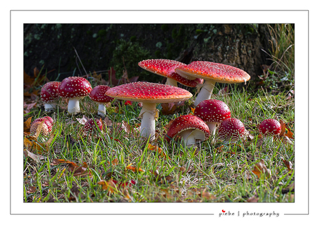 Een heleboel rood met witte stippen...