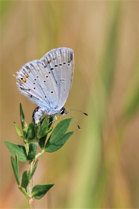 Staartblauwtje