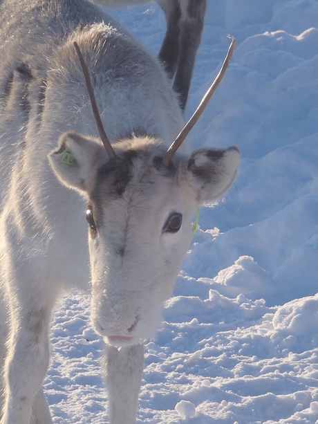 Reindeer In finland