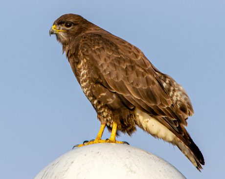 Buizerd