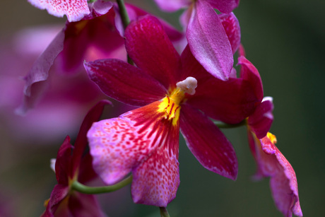 roze orchidee.jpg