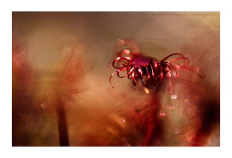 Drosera intermedia, zonnedauw.