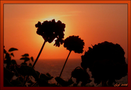 Achter de geraniums...