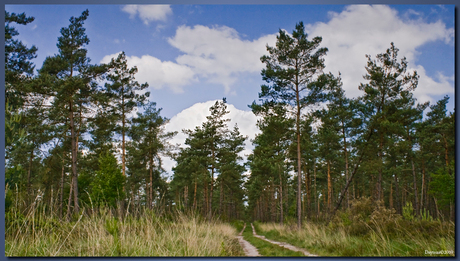 Dennenzicht Kroondomein (Veluwe)