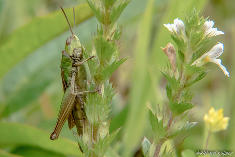 Krasser (Chorthippus parallelus)