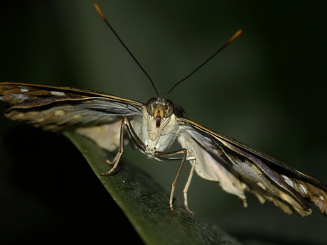Closeup vlinder