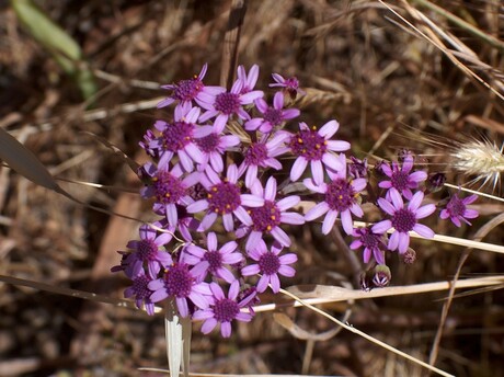 Bijzonder bloemetje La Palma