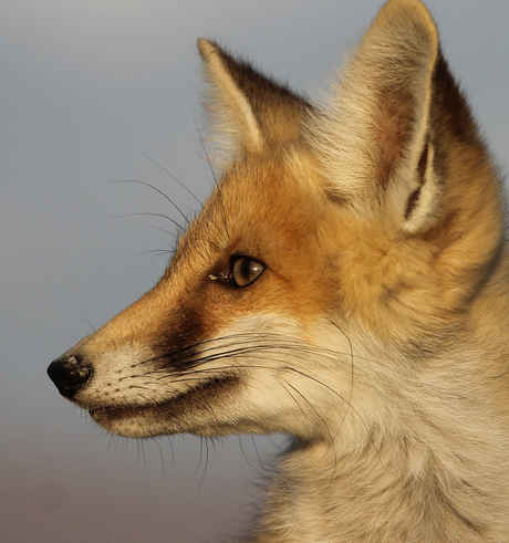 Portret fox 2