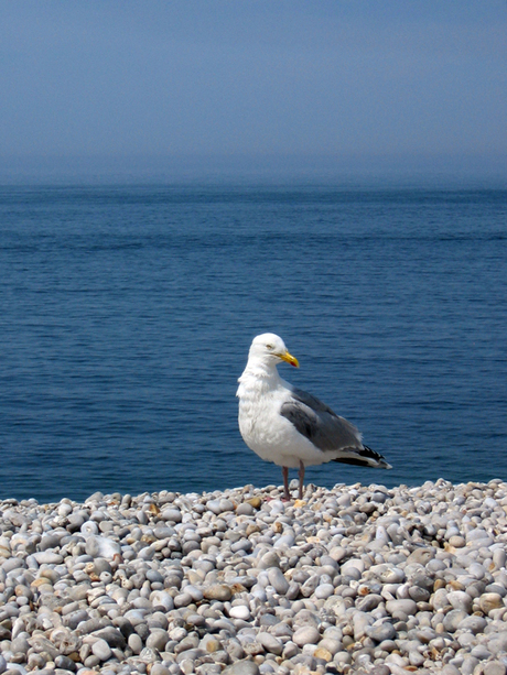 Une Mouette