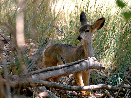 Bambi