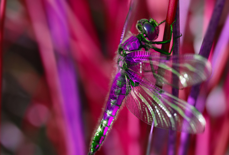 Psychedelic dragon fly