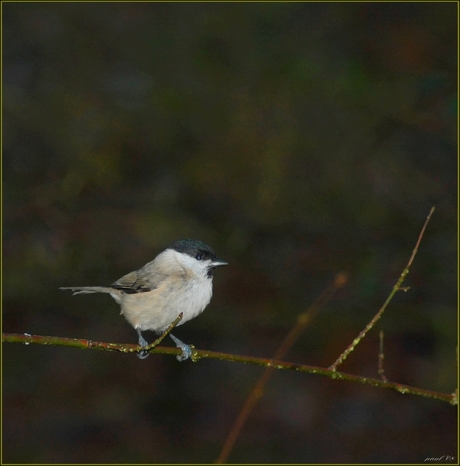 heeeel klein vogeltje(zwartkopje)