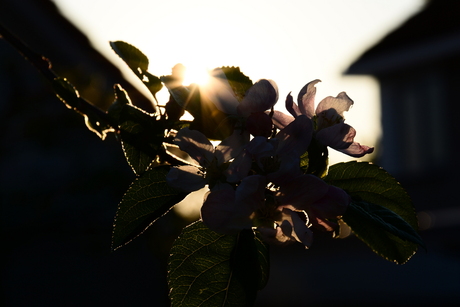 Appelbloesem in avondzon