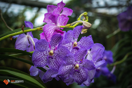 Vanda Orchidee (Vanda coerulea)