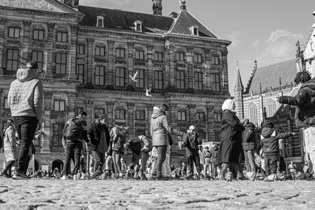 Alle duiven..