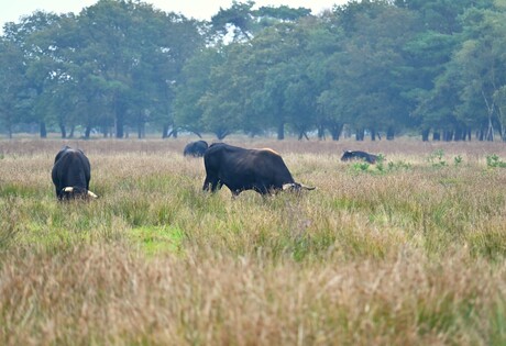Grazend op de heide