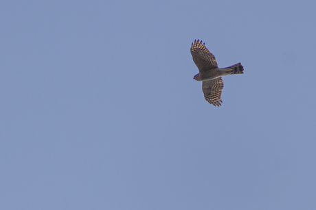 buizerd 