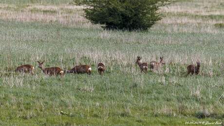 Reeën in de polder 