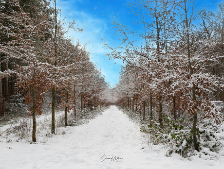Beukenlaan in de sneeuw