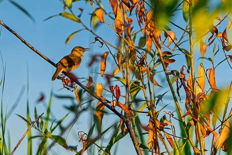Kleine karekiet in de ochtendzon.