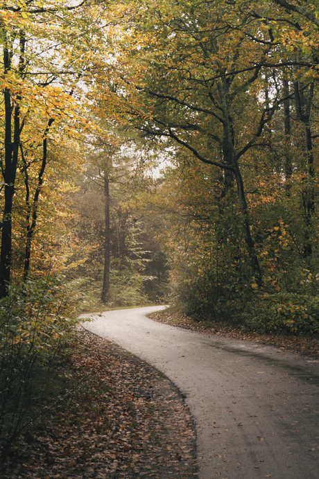 Door het bos