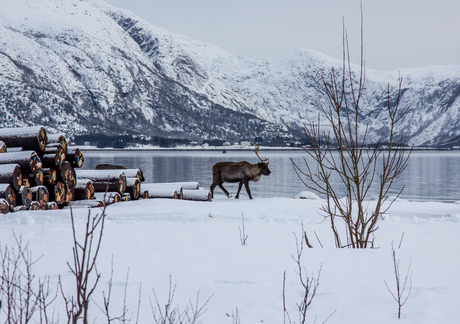 Noorwegen rendieren Lofoten