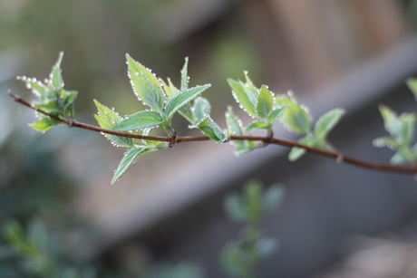 Ochtend dauw op jonge blaadjes