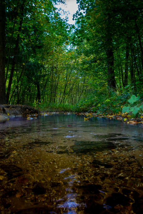 2025-10-11 Emmeloord bos