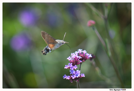 Kolibri vlinder