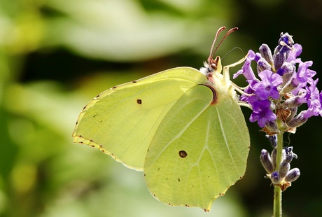 Vlinder op bloem