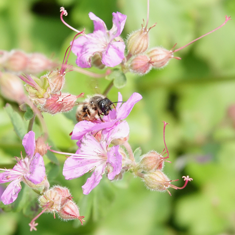 Fijne bloemen hoor