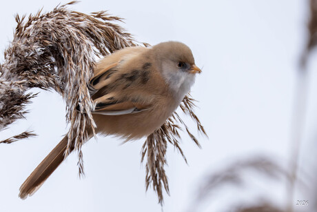 Baardman (vrouw) in het riet