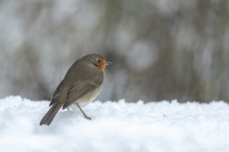 Roodborstje in de sneeuw.