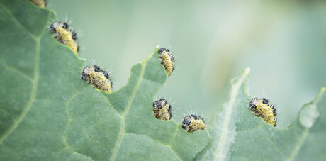 Korte metten maken met een broccoliplant