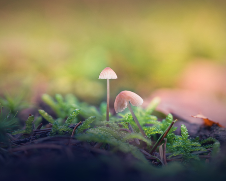 Paddestoelen in de winter