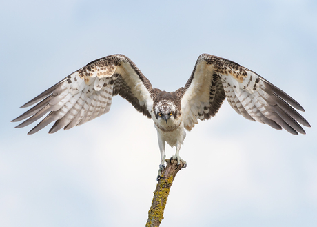 Met gespreide vleugels