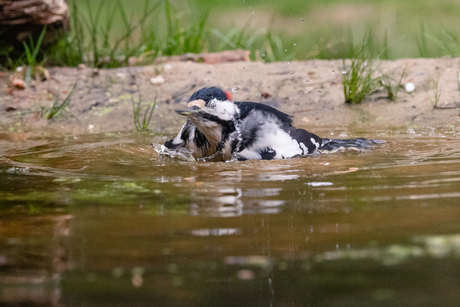 Badderende Grote bonte specht