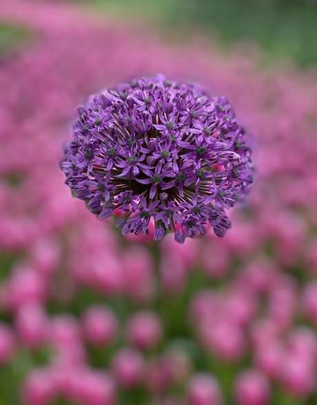 Allium
