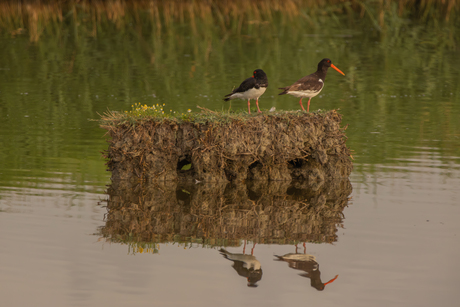 Samen.