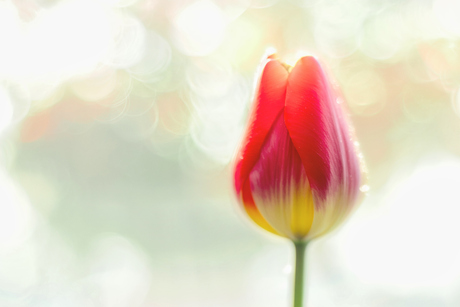 Tulp