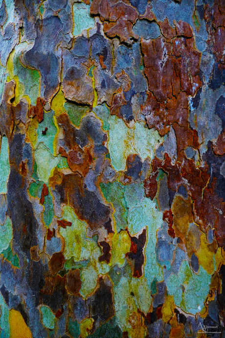 boom schors  structuur