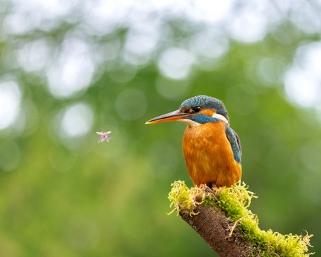 IJsvogel met bokeh