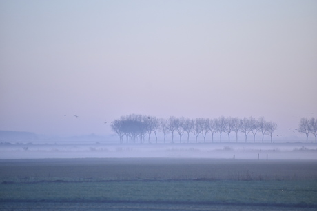 Ochtendnevel in januari II