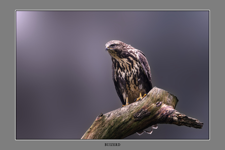 Buizerd