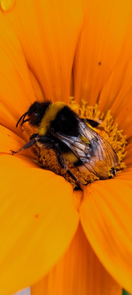 Hommel met honger