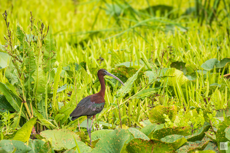 De Ibis in Roemenië