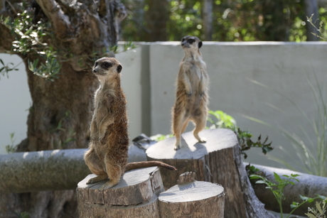 Dieren park Hoenderdaal.