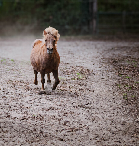 Shetlander on the run
