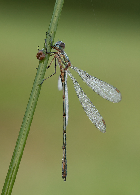 Houtpantserjuffer. ♂