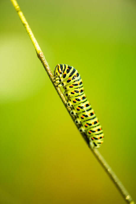 Rups van Koninginnenpage